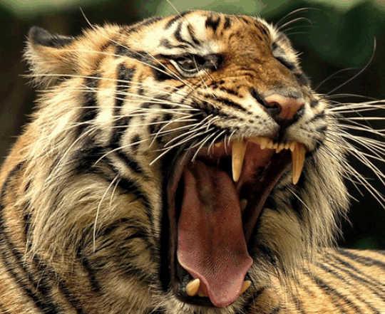 tiger.gif